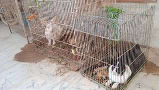 Desi Female Rabbits and Bird Cages for Sale