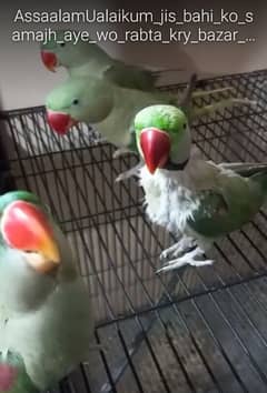 parrots