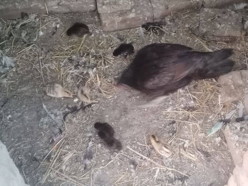 aseel pair with 7 chicks 11