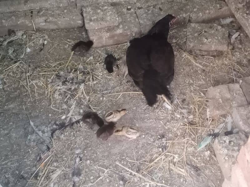 aseel pair with 7 chicks 13