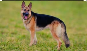 Belgian shepherd