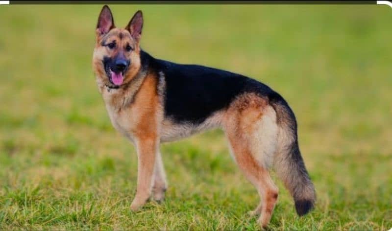 Belgian shepherd 0