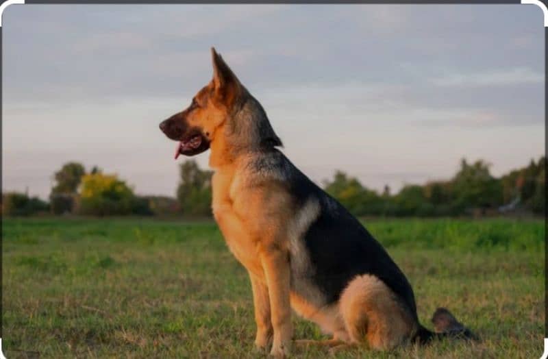 Belgian shepherd 1