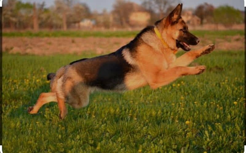 Belgian shepherd 2