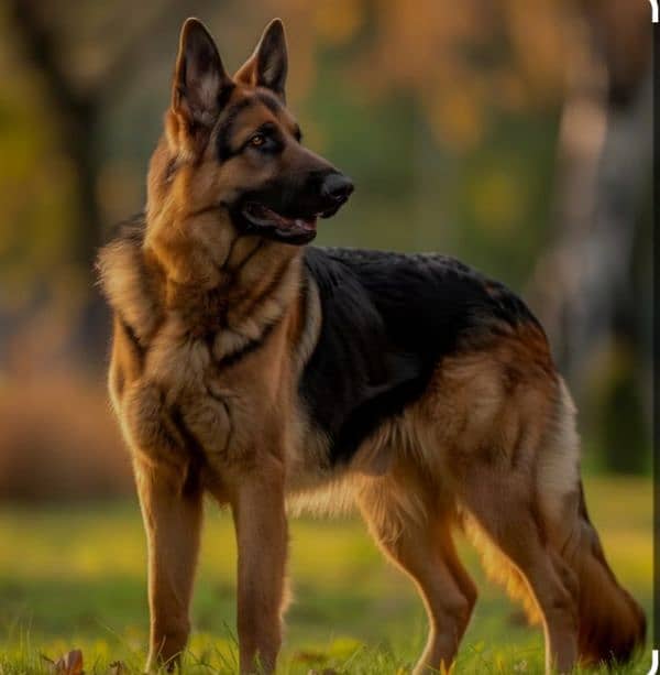 Belgian shepherd 3