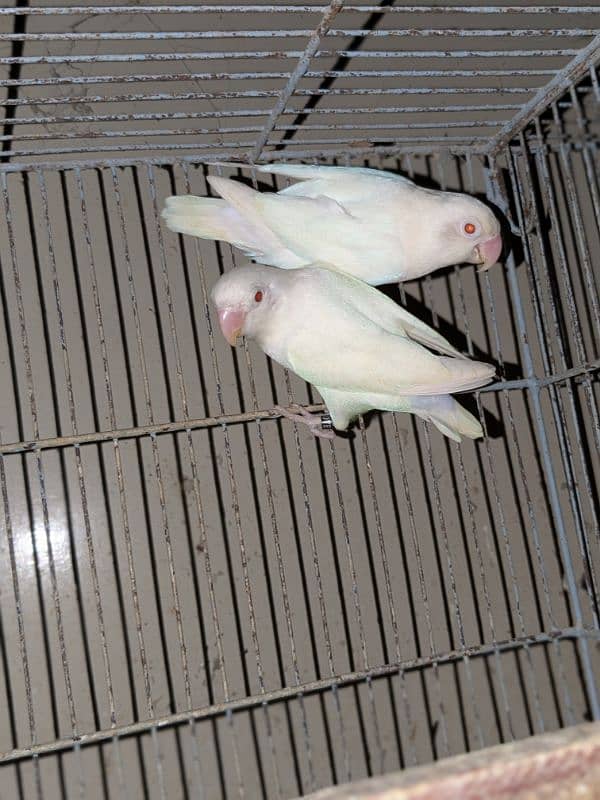 Albino red eyes pair. age 2 year 0