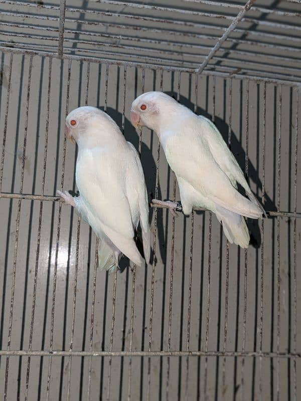 Albino red eyes pair. age 2 year 1