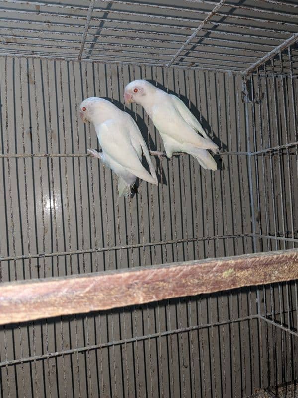 Albino red eyes pair. age 2 year 2