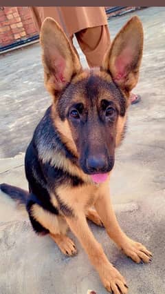 German Shepherd