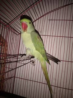 Desi raw parrot rabta no  03075572741