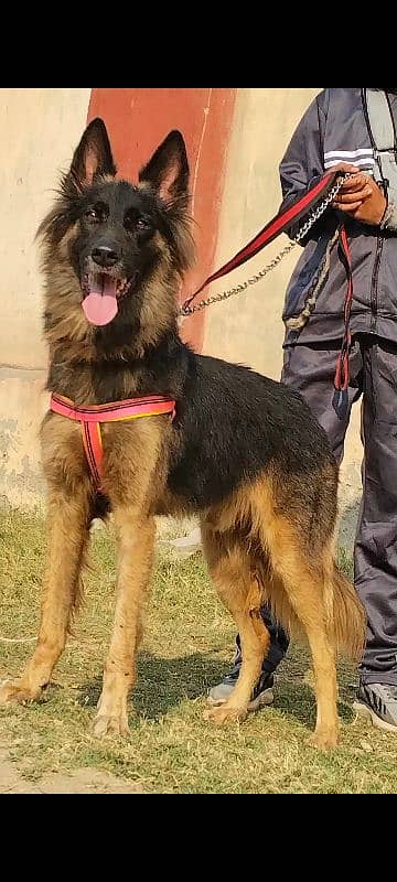 Alshesion buagyary male 12 month full sequrty train for sale 0