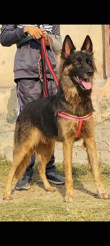 Alshesion buagyary male 12 month full sequrty train for sale 1