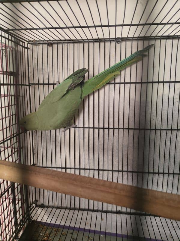 Parrot For sale 4