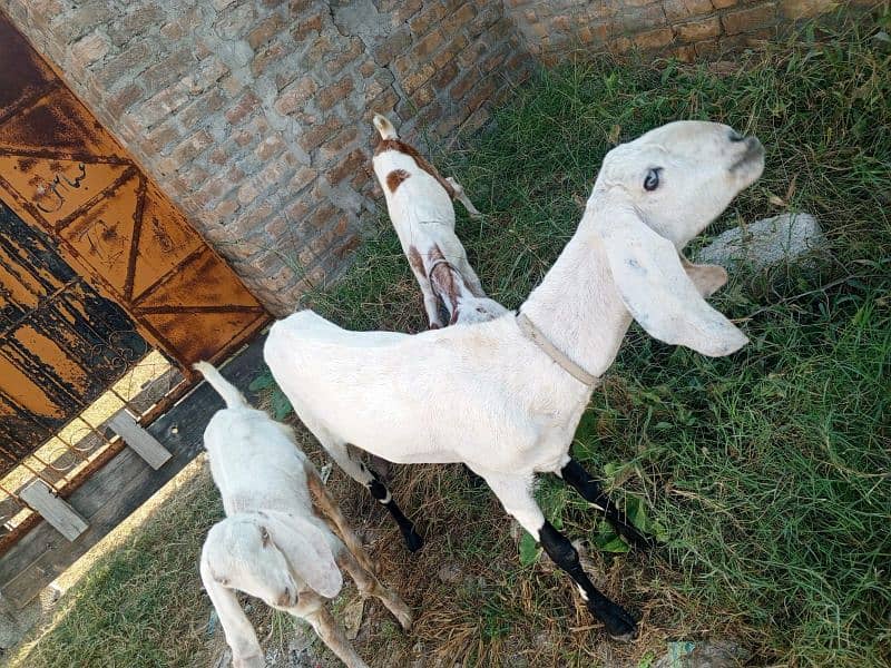 golabi nasal ki ak bakri ak phat or ak Bakra . 1