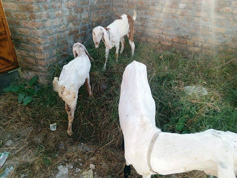 golabi nasal ki ak bakri ak phat or ak Bakra . 2