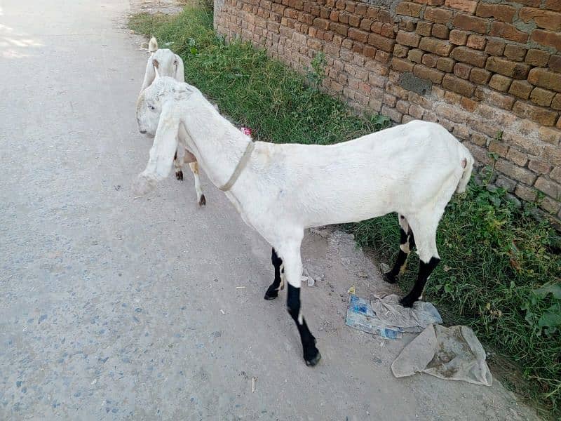 golabi nasal ki ak bakri ak phat or ak Bakra . 4