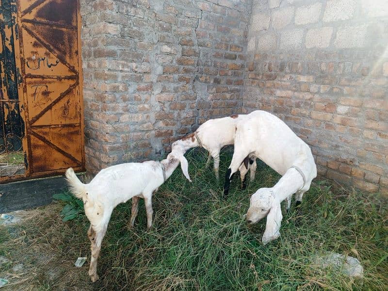 golabi nasal ki ak bakri ak phat or ak Bakra . 5