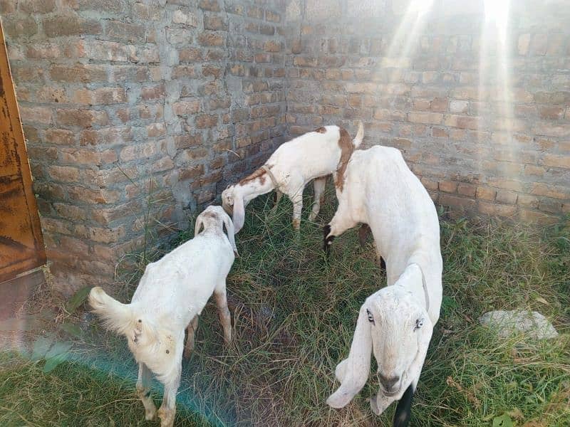 golabi nasal ki ak bakri ak phat or ak Bakra . 7