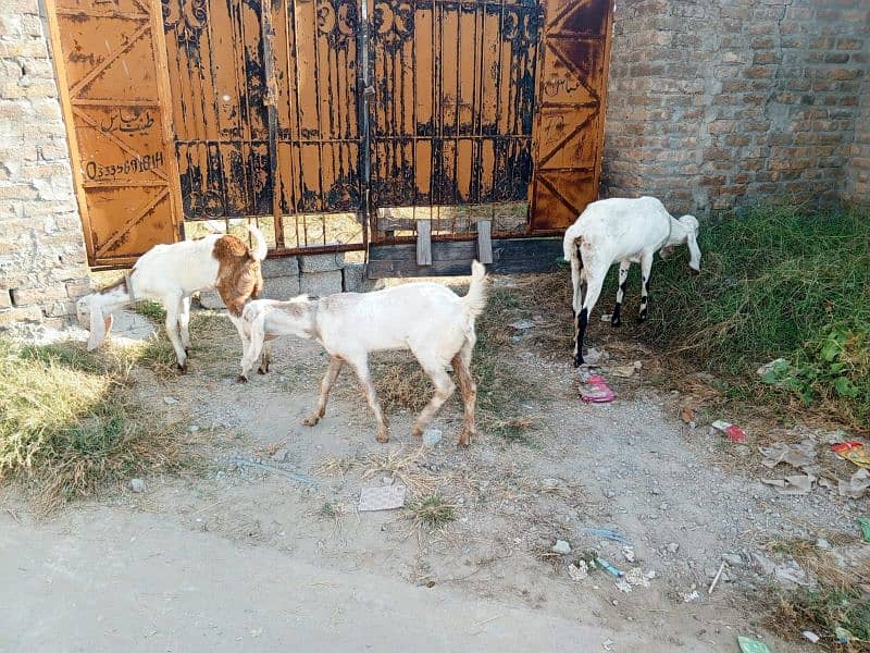 golabi nasal ki ak bakri ak phat or ak Bakra . 8