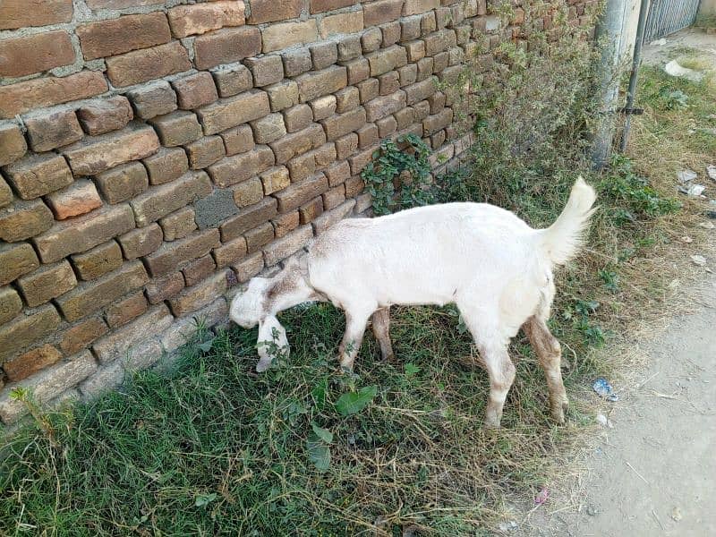 golabi nasal ki ak bakri ak phat or ak Bakra . 9