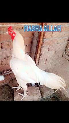 HEERA ASEEL 01 BREEDER 03 FEMALE FOR SALE