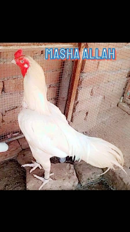 HEERA ASEEL 01 BREEDER 02 FEMALE FOR SALE 0