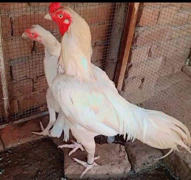 HEERA ASEEL 01 BREEDER 02 FEMALE FOR SALE 2