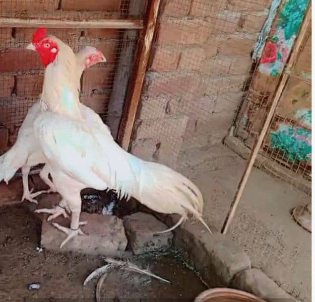 HEERA ASEEL 01 BREEDER 02 FEMALE FOR SALE 4