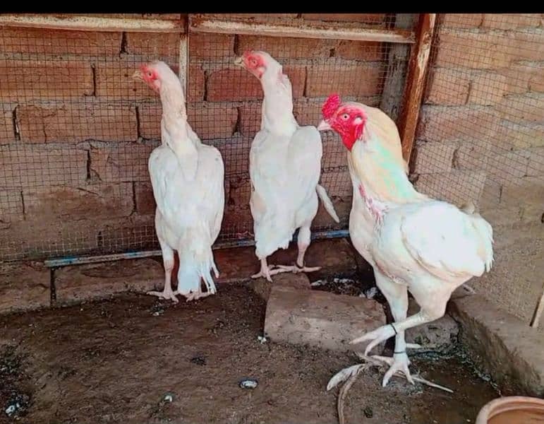 HEERA ASEEL 01 BREEDER 02 FEMALE FOR SALE 5