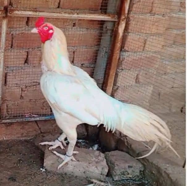 HEERA ASEEL 01 BREEDER 02 FEMALE FOR SALE 6