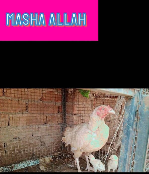 HEERA ASEEL 01 BREEDER 02 FEMALE FOR SALE 7