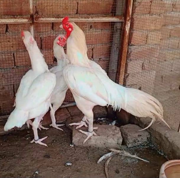 HEERA ASEEL 01 BREEDER 02 FEMALE FOR SALE 8