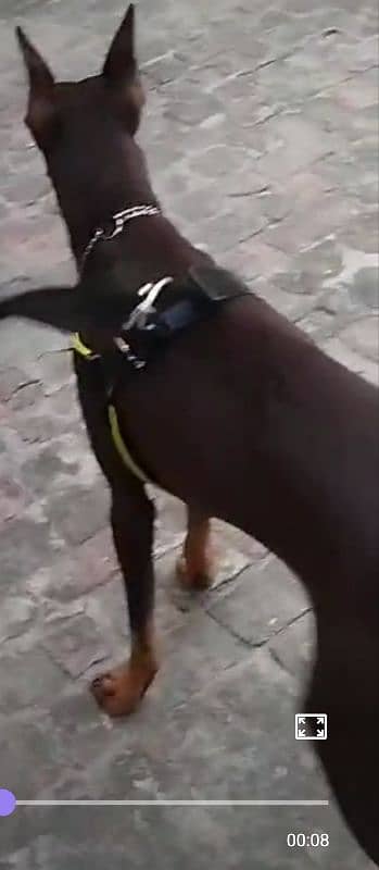 Erupen Doberman pincher 0