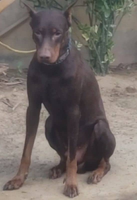 Erupen Doberman pincher 2