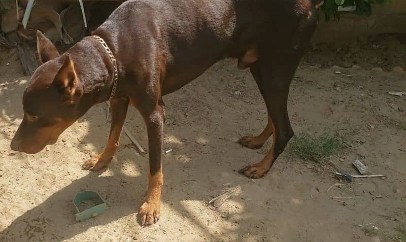 Erupen Doberman pincher 3