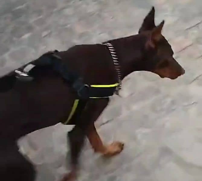 Erupen Doberman pincher 4