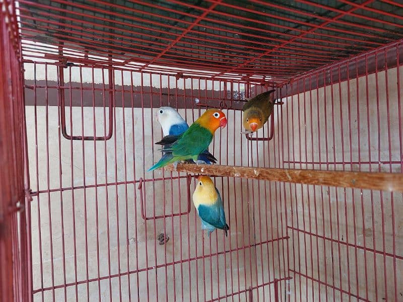 love bird available 0