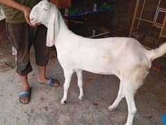 Bakri rajan puri