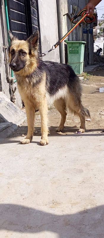 German shepherd female 2