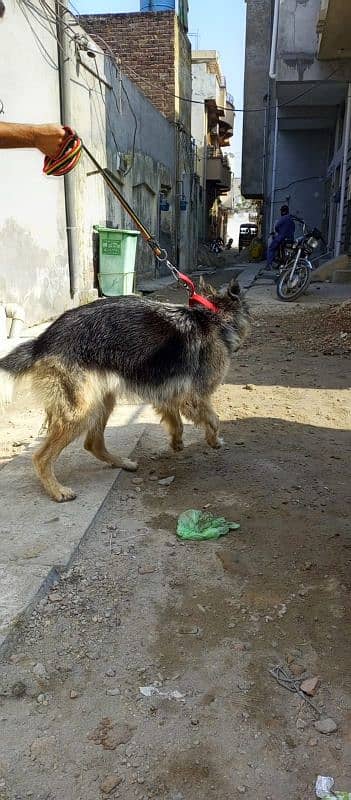 German shepherd female 3