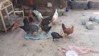 Beautiful desi hens pair 4 female 1 male and 5 chicks age is 5 months