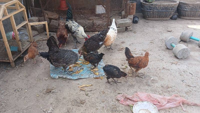 Beautiful desi hens pair 4 female 1 male and 5 chicks age is 5 months 0