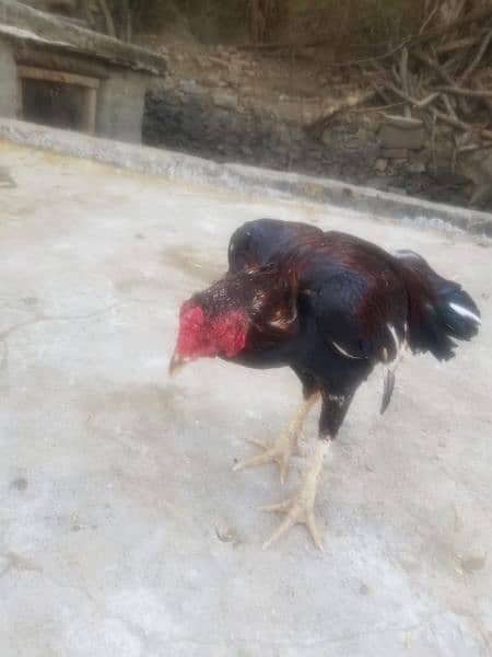 aseel hen for sale 0