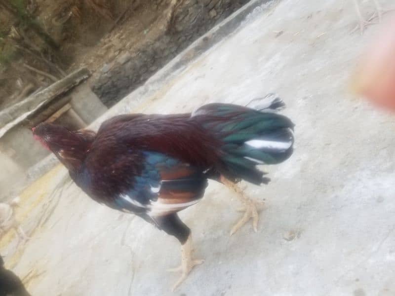 aseel hen for sale 1