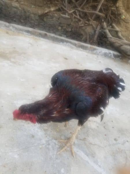 aseel hen for sale 2