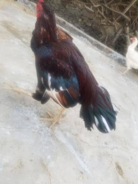 aseel hen for sale 3