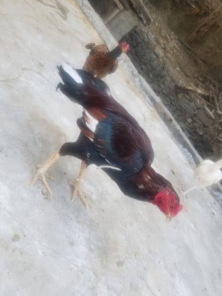 aseel hen for sale 4