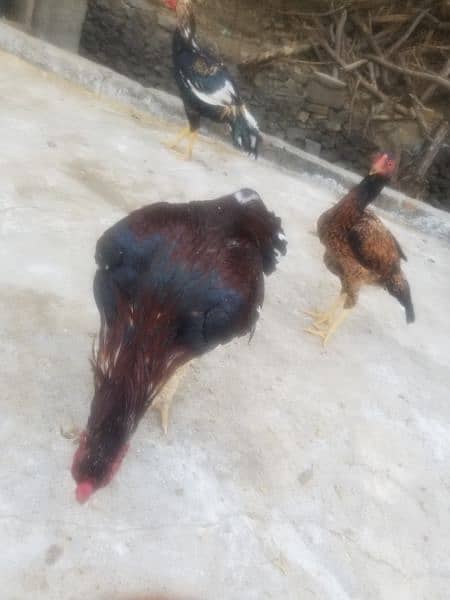 aseel hen for sale 5