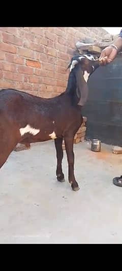 Goat / Bakri / بکری / Healthy Goats / Desi goat