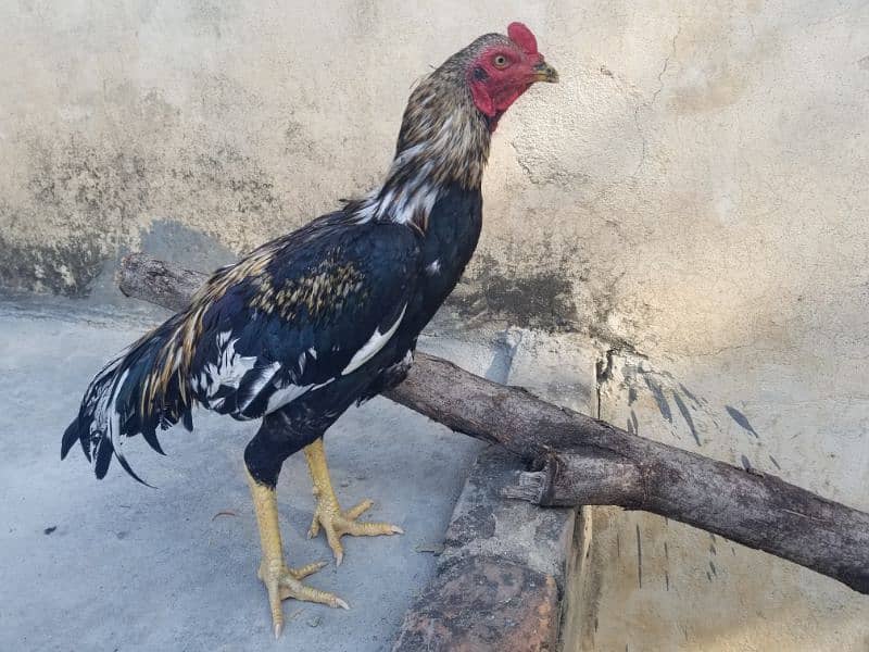 aseel hen for sale 0